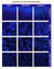 BLUE VELVET