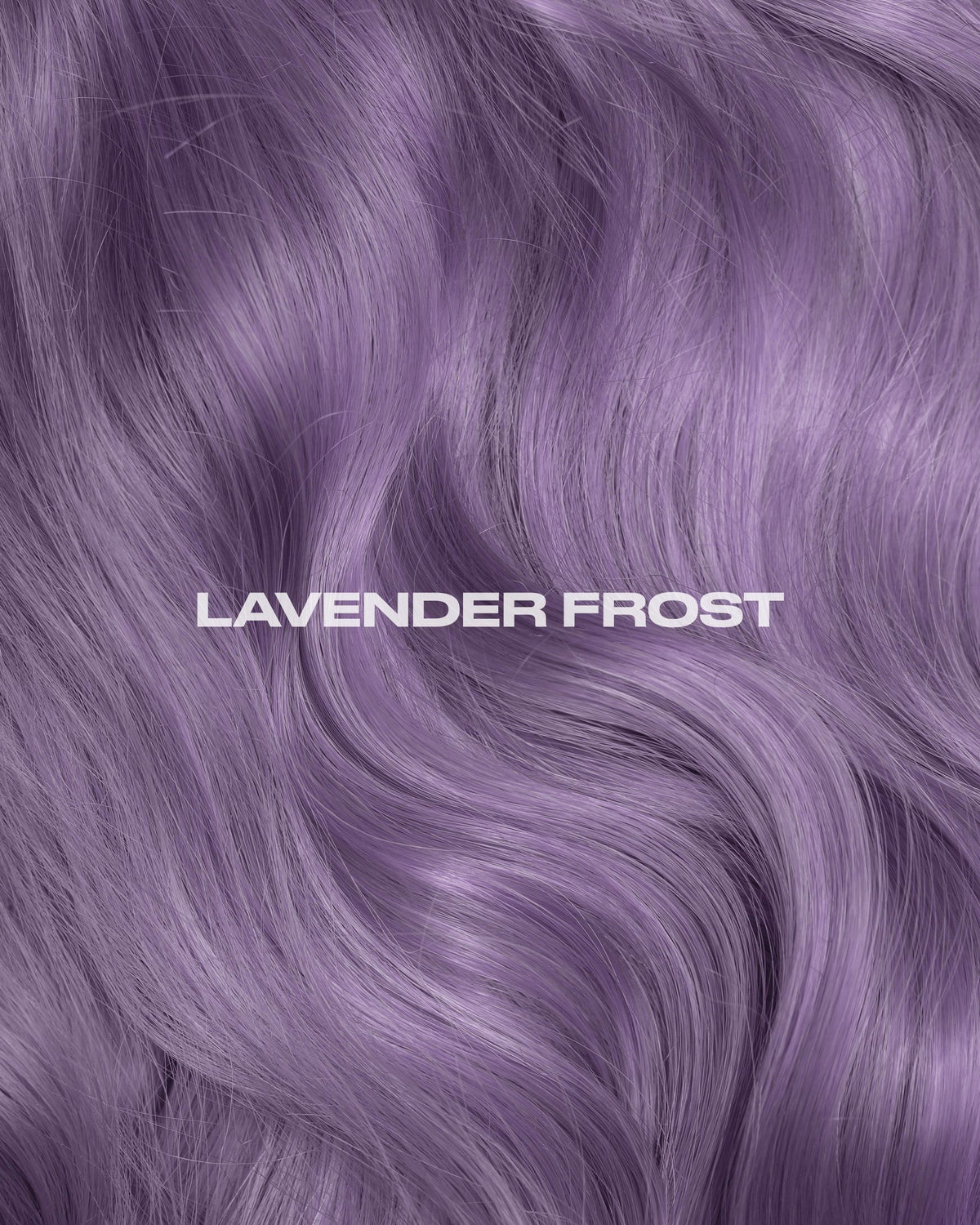 lavender plant dye LAVENDER FROST