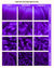 ORCHID PURPLE