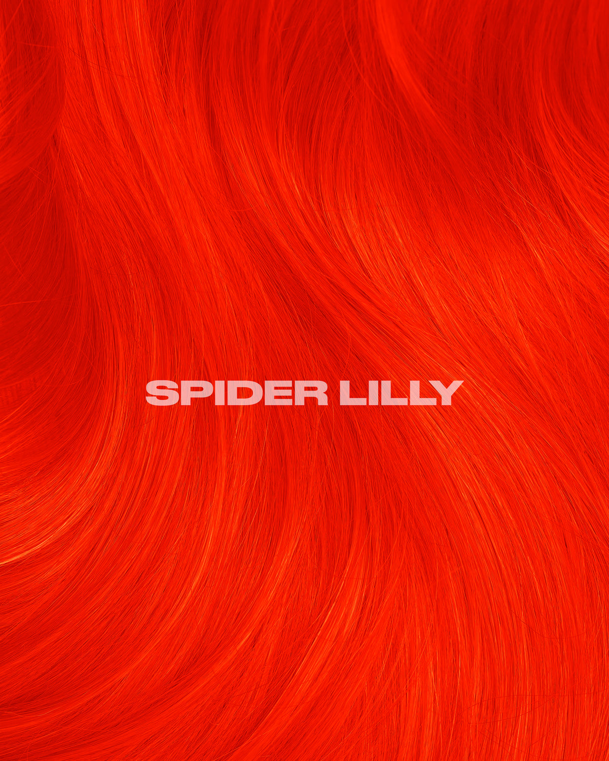 SPIDER LILY