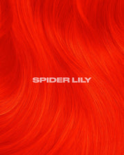SPIDER LILY